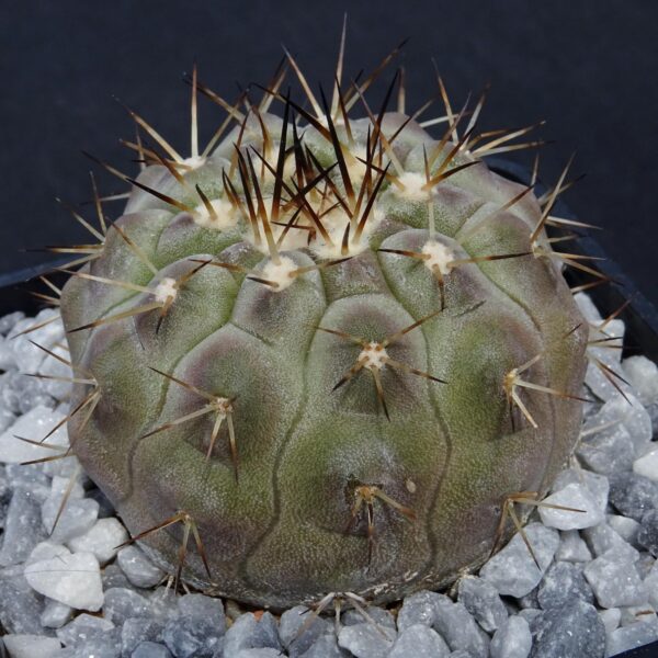 Copiapoa cinerea v. albispina