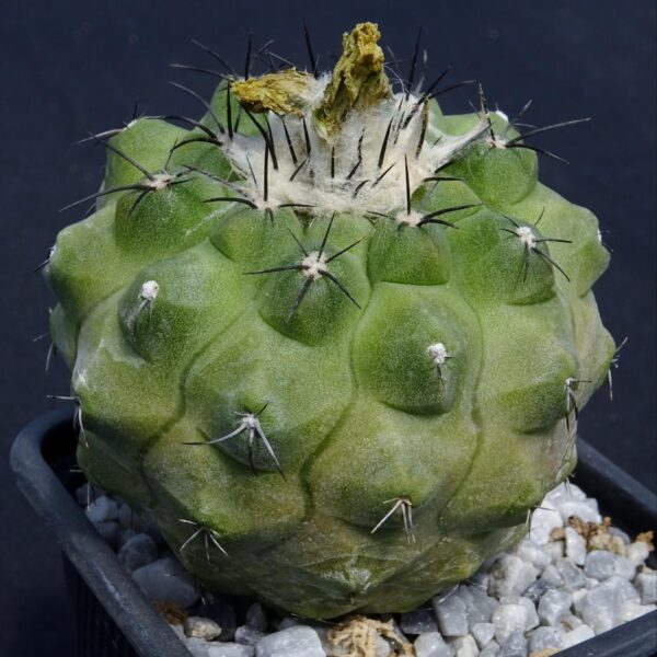 Copiapoa montana hybrid