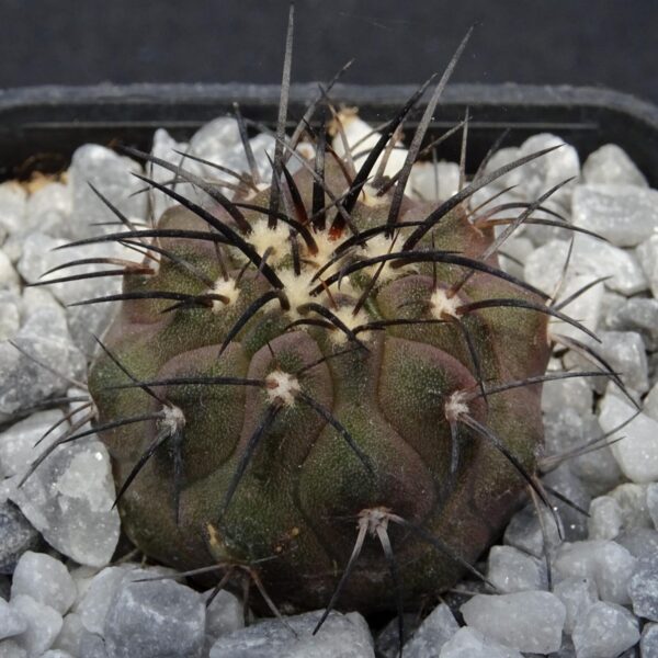 Copiapoa longistaminea L43 Quebrada Esmeraldana