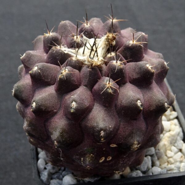 Copiapoa hypogaea hybrid