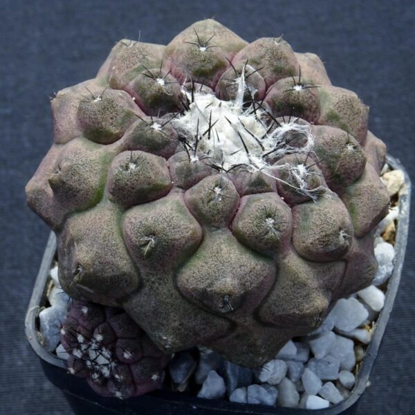 Copiapoa hypogaea v. barquitensis