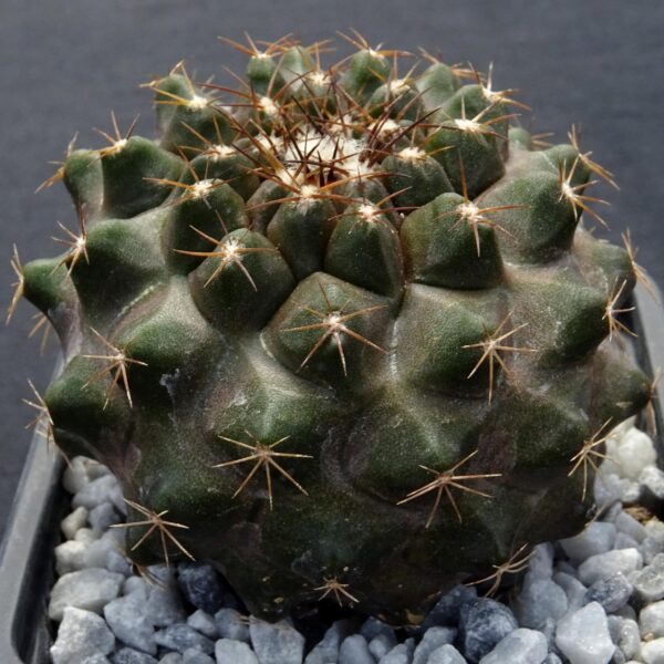 Copiapoa humilis  Special form