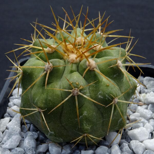 Copiapoa haseltoniana  GCG15038  N of Paposo