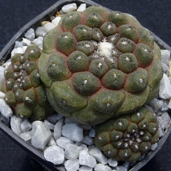 Copiapoa hypogaea