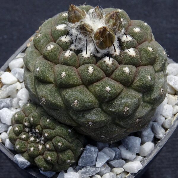 Copiapoa hypogaea