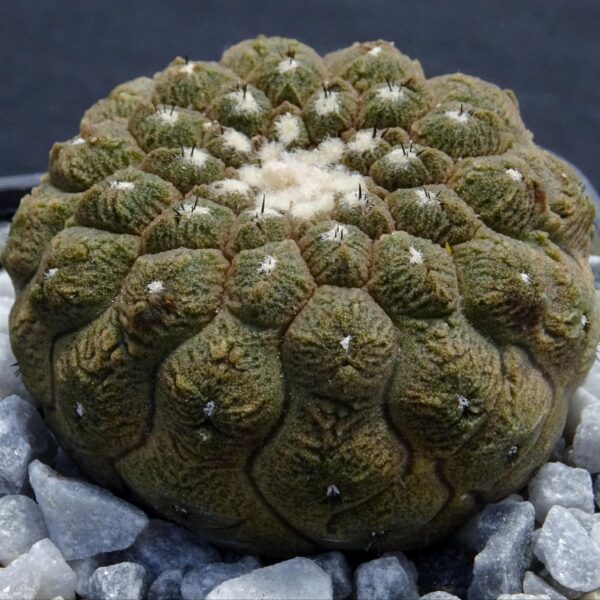 Copiapoa hypogaea cv. Lizard Skin