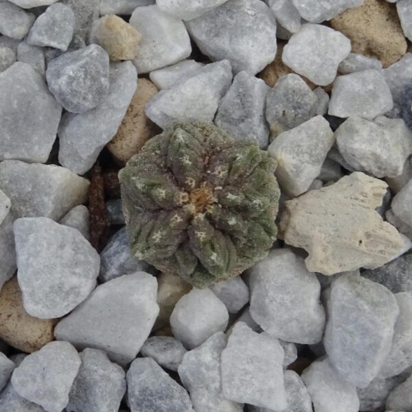 Aztekium ritteri