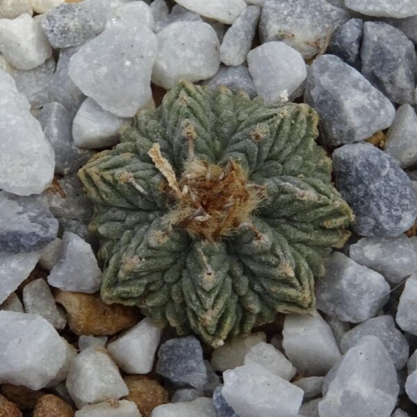 Aztekium ritteri