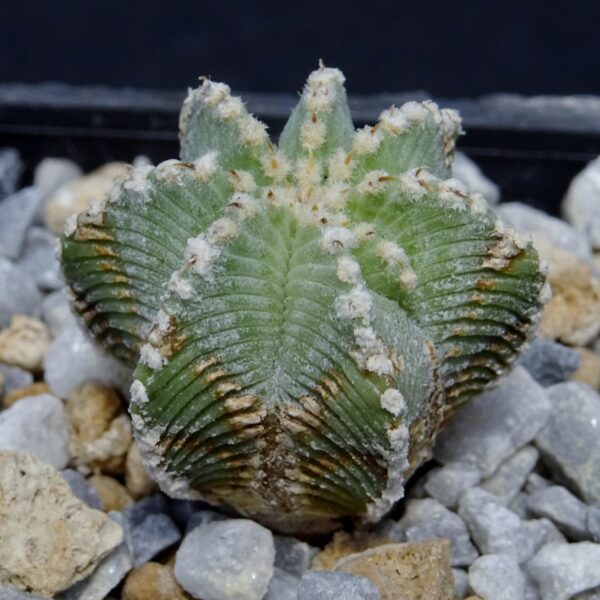 Aztekium hintonii