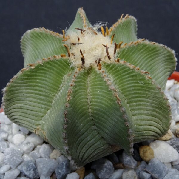 Aztekium hintonii