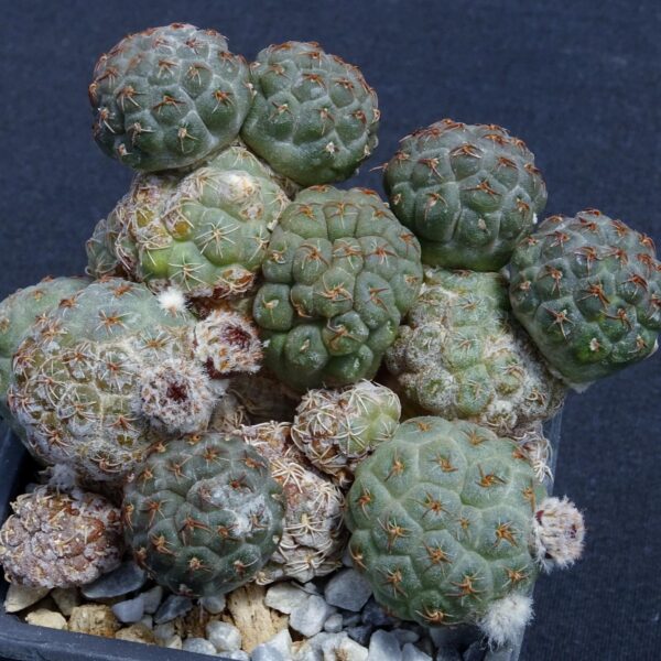 Puna bonniae