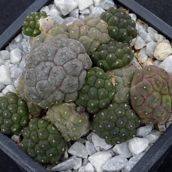 Puna bonniae v. inermis