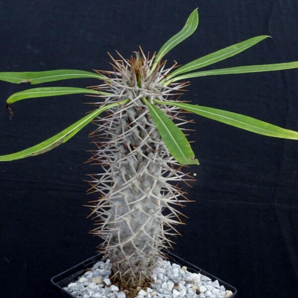 Pachypodium lamerei