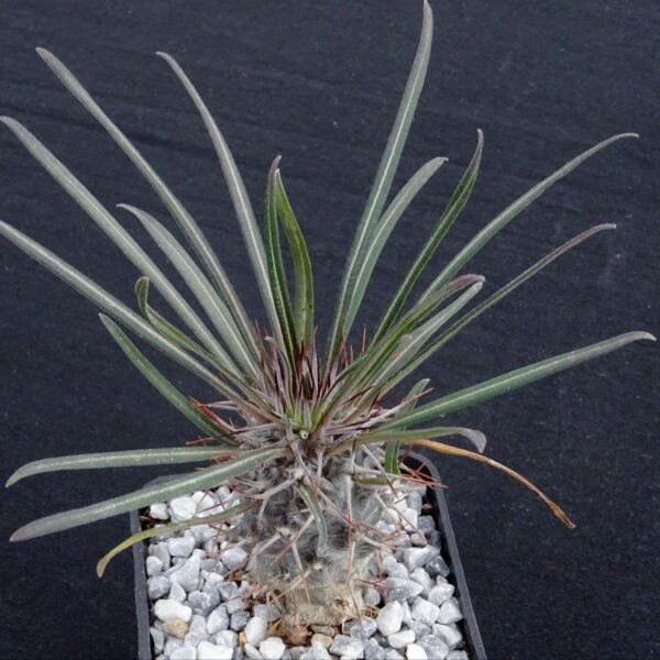 Pachypodium geayi