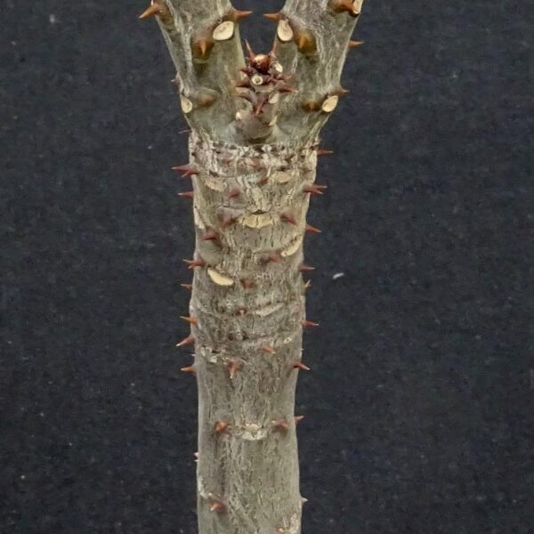 Pachypodium rutenbergianum