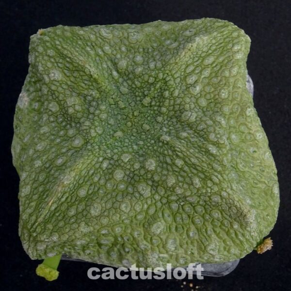 Pseudolithos cubiformis