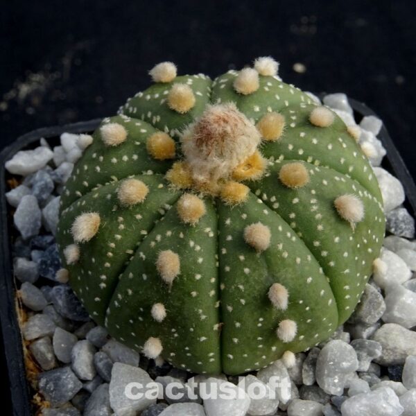 Astrophytum  asterias