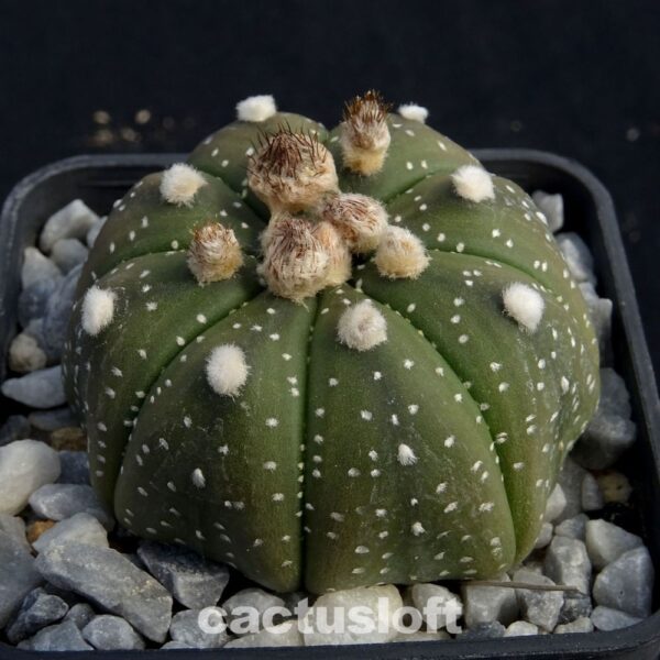 Astrophytum  asterias