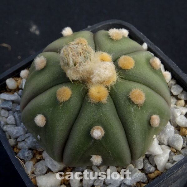 Astrophytum  asterias