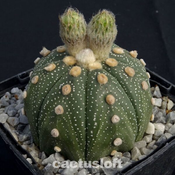 Astrophytum  asterias