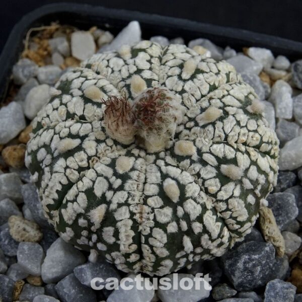 Astrophytum  asterias cv. Superkabuto