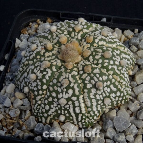 Astrophytum  asterias cv. Superkabuto StarShape
