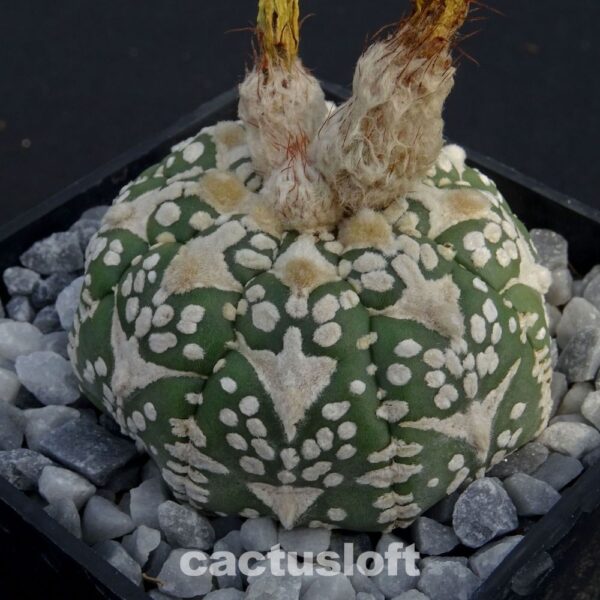 Astrophytum  asterias cv. Superkabuto V-Type