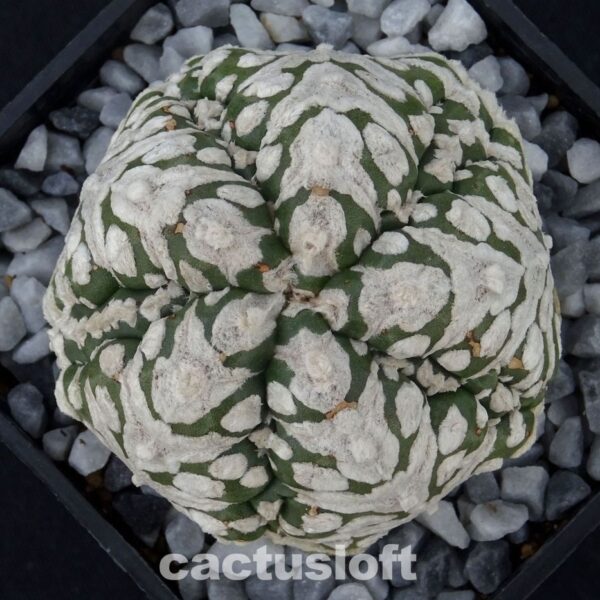 Astrophytum  asterias cv. Superkabuto V-Type