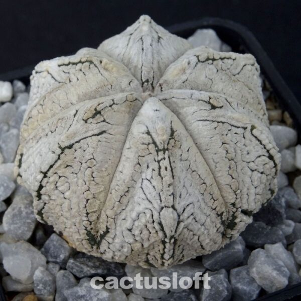 Astrophytum  asterias  x  Astrophytum coahuilense cv. Snow