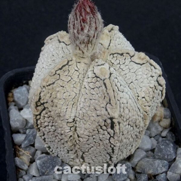 Astrophytum  asterias  x  Astrophytum coahuilense cv. Snow