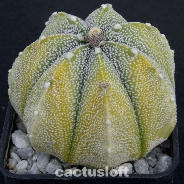 Astrophytum  asterias  x  Astrophytum coahuilense variegata