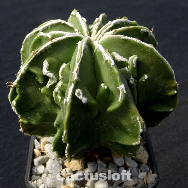 Astrophytum  ornatum cv. Dinosaur