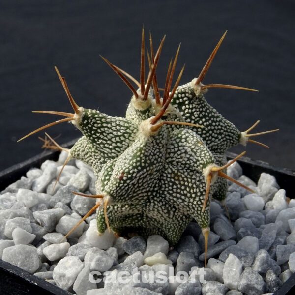 Astrophytum  ornatum cv. Kikko