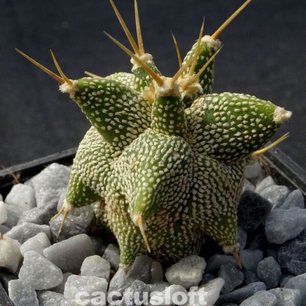 Astrophytum  ornatum cv. Kikko