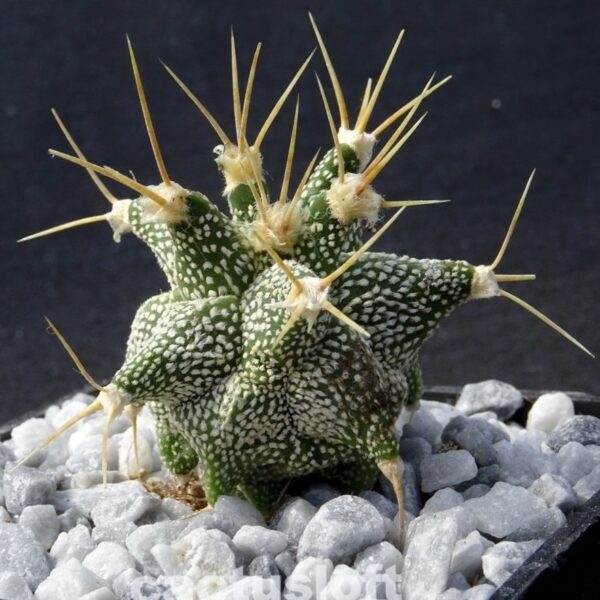 Astrophytum  ornatum cv. Kikko