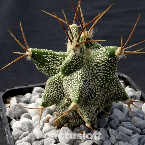 Astrophytum  ornatum cv. Kikko