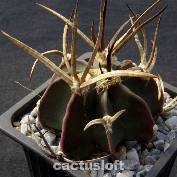 Astrophytum  capricorne cv. Taiho-Gyoku BUFFALO SELECTION