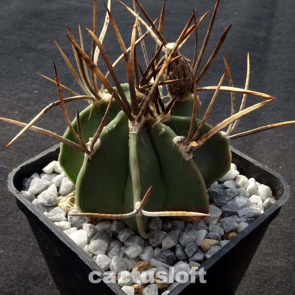 Astrophytum  capricorne cv. Taiho-Gyoku BUFFALO SELECTION
