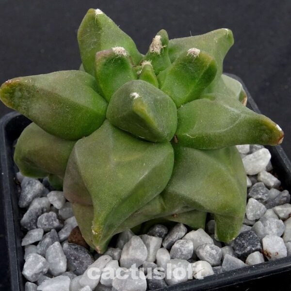 Astrophytum  myriostigma v. nudum cv. Kikko  SELECTION
