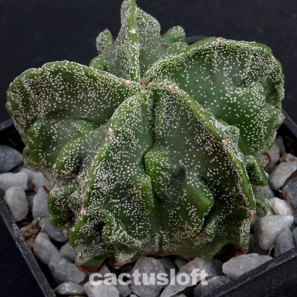 Astrophytum  myriostigma cv. Fukuryu