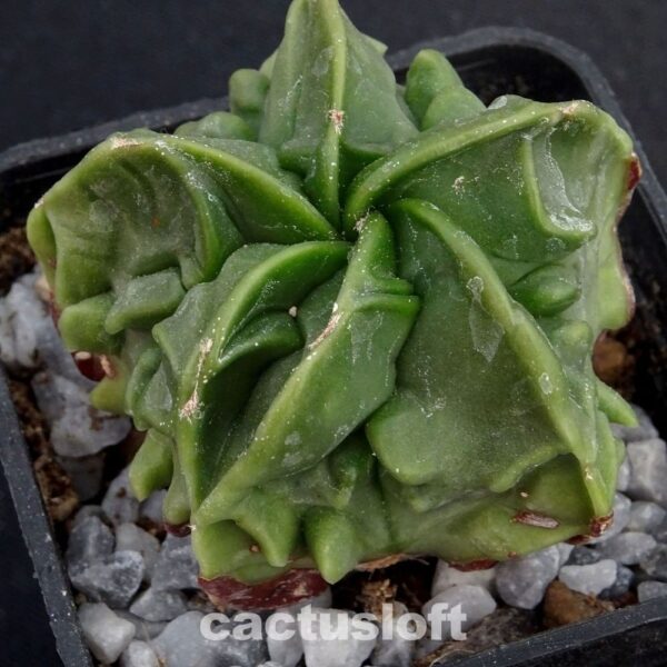 Astrophytum  myriostigma cv. Fukuryu