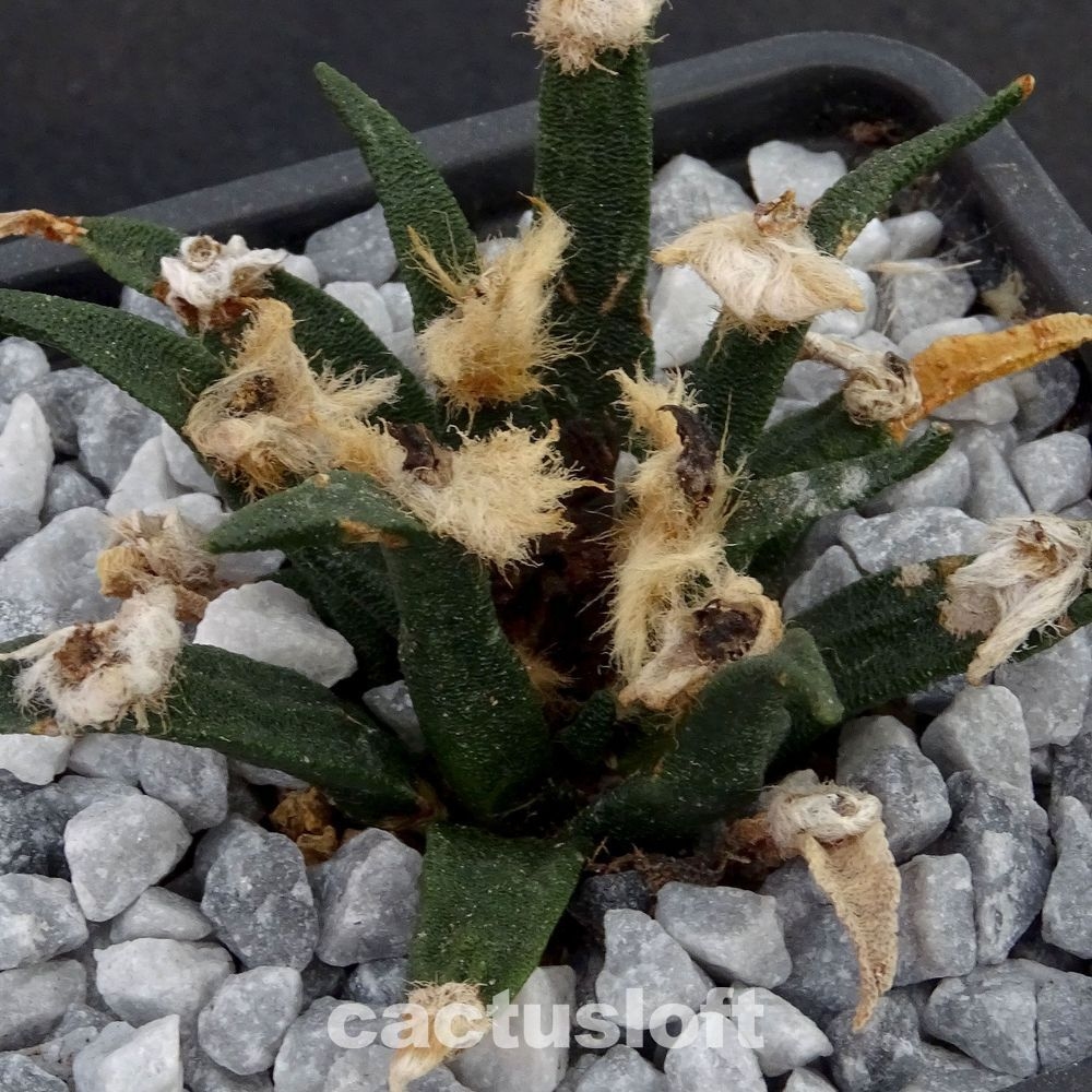 Ariocarpus agavoides