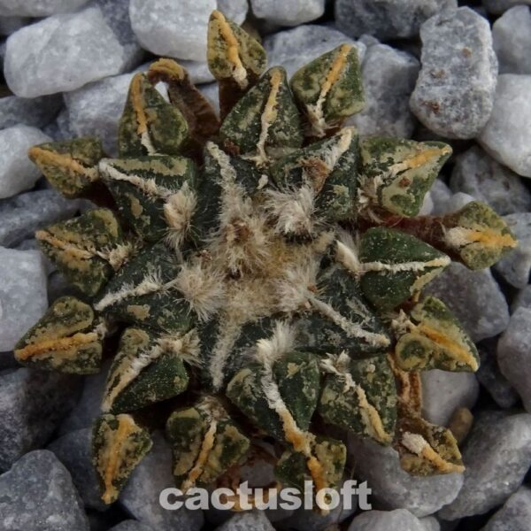 Ariocarpus kotschoubeyanus v. albiflorus