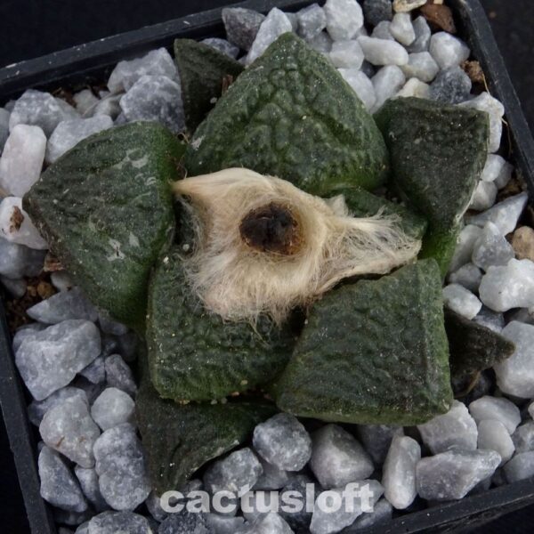 Ariocarpus lloydi  Parras