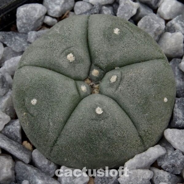 Lophophora  williamsii