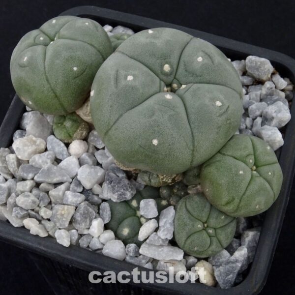 Lophophora  williamsii v. caespitosa