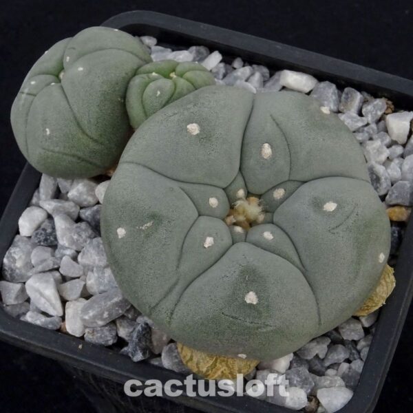 Lophophora  williamsii v. caespitosa