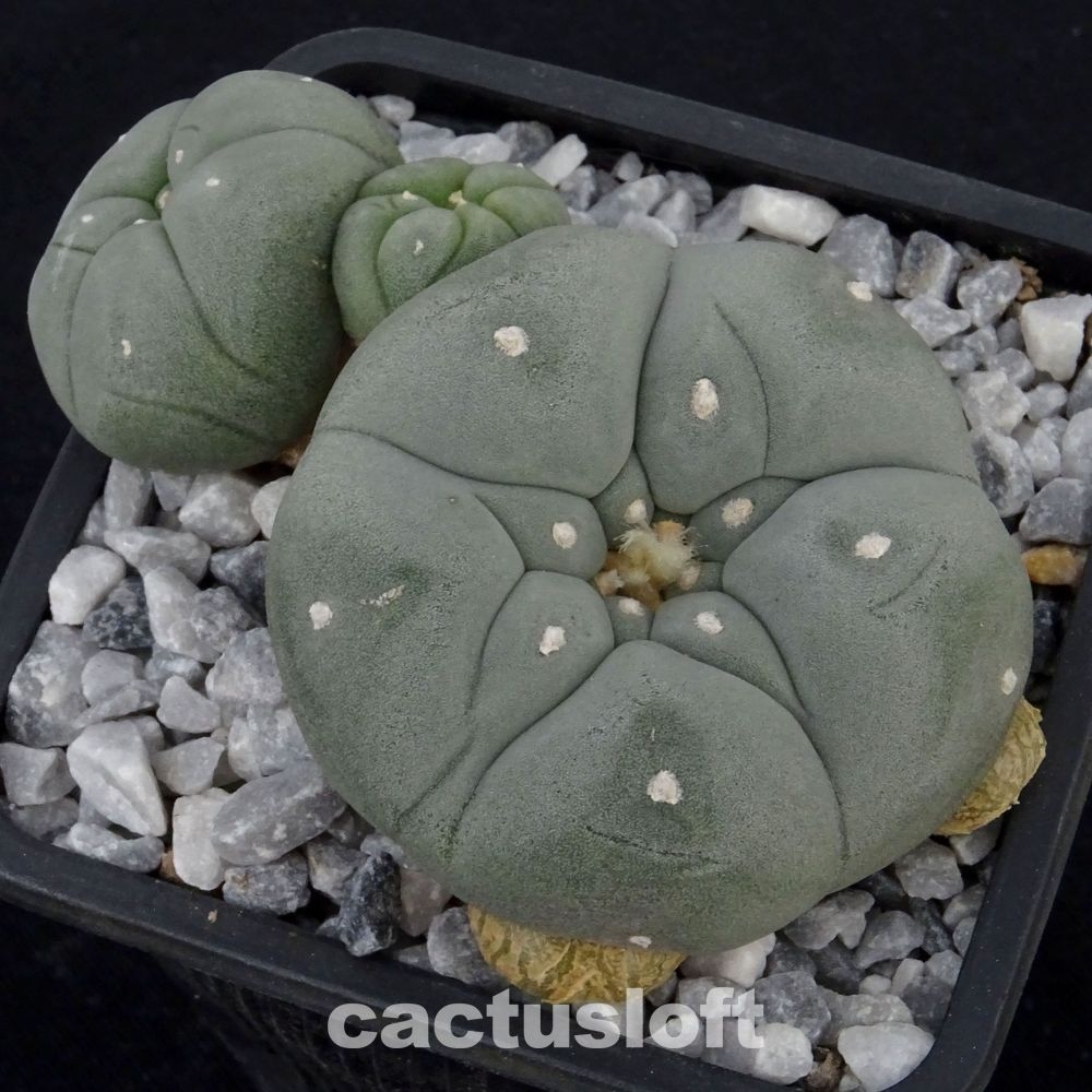 Lophophora  williamsii v. caespitosa