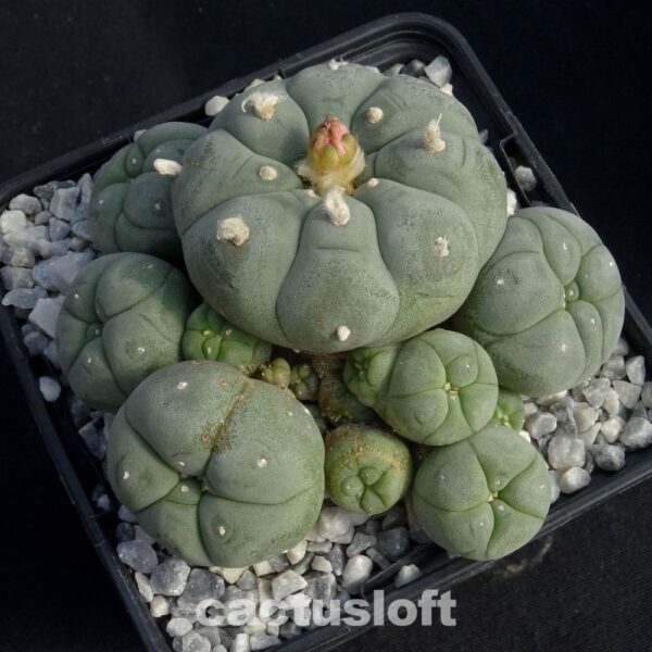 Lophophora  williamsii v. caespitosa