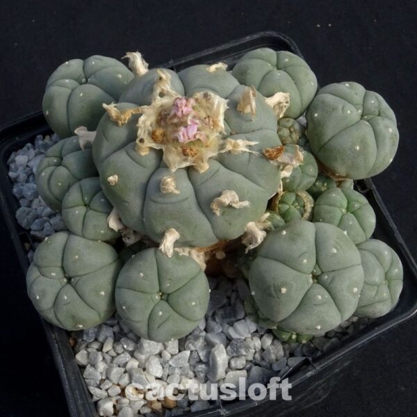 Lophophora  williamsii v. caespitosa